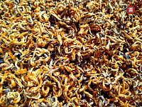 Золото Фэнцина «Медовая Мелодия» HQ 