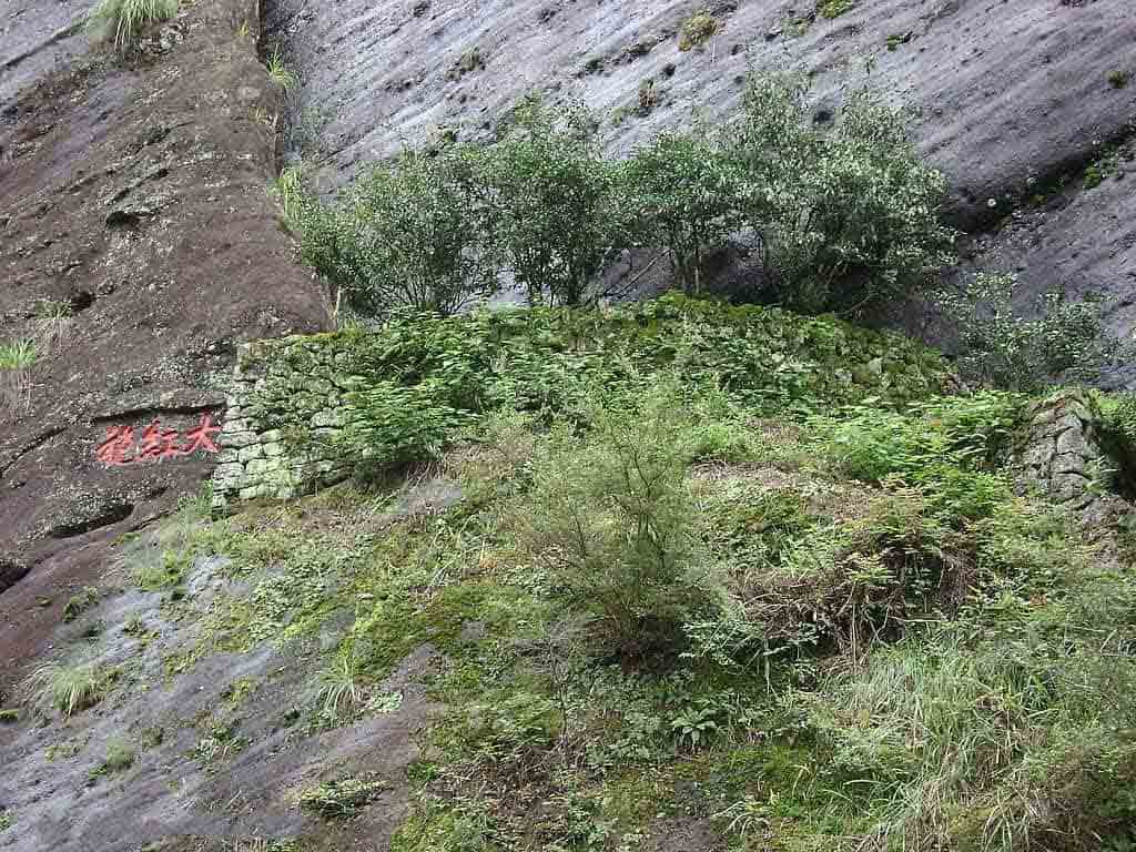 Уишаньские Улуны