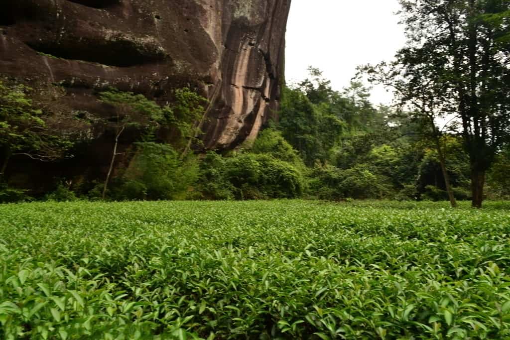 Уишаньские Улуны