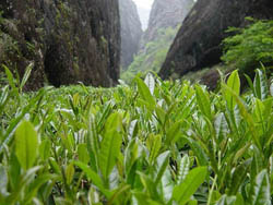 Уишаньские Улуны