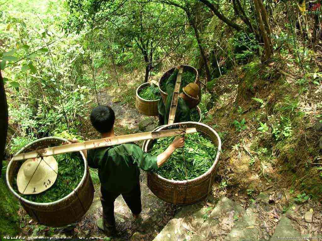 Уишаньские Улуны