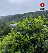 Органик Шэн Пуэр «Слезы Ангелов» SHQ