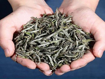 Чжэньхэ Бай Му Дань Ван HQ