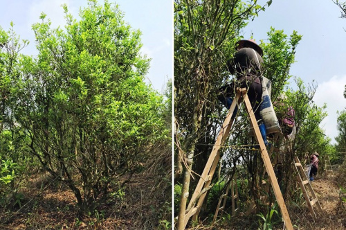 Чэн Мэнь Дань Цун «Городские Ворота» SHQ
