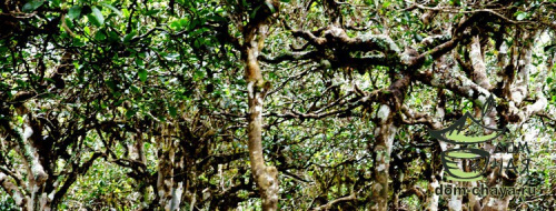 Ся Гуань ТО Ча 2006г.